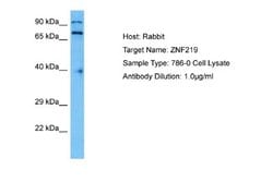 Zfp219 Antibody, Novus Biologicals 100 &mu;L; Unconjugated:Antibodies,